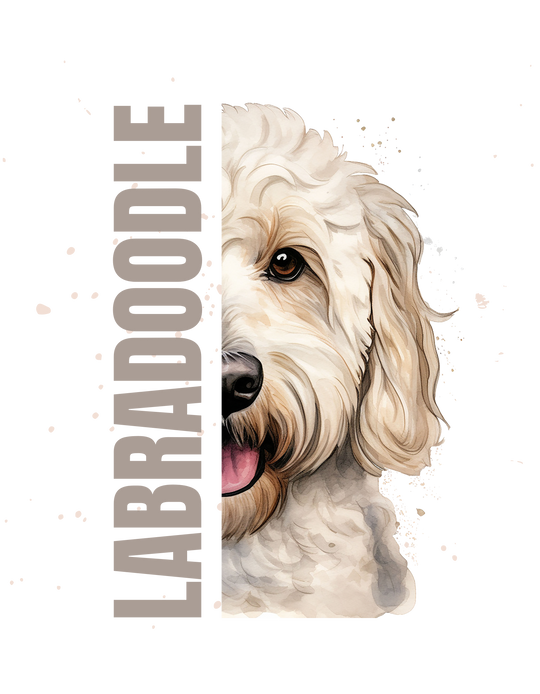 Labradoodle