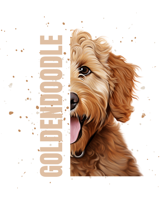 Goldendoodle